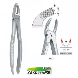 Kleszcze Berteny fig.21 do zębów trzonowych dolnych Falcon