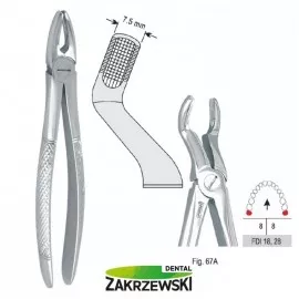 Kleszcze Berteny fig.67A do zębów mądrości górnych Falcon